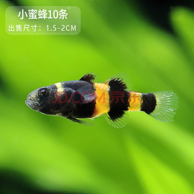 kjhgf泰国小蜜蜂鱼虾虎鱼热带鱼观赏鱼活体除涡虫工具