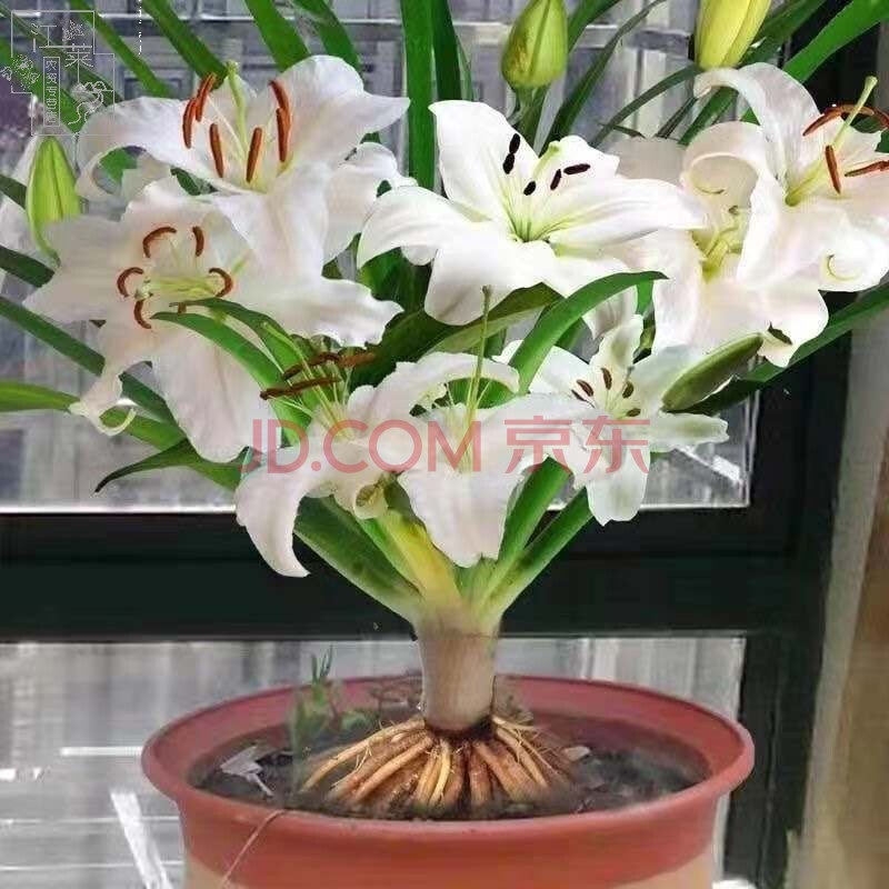 香水百合花卉盆栽易活四季水培花卉大全室内客厅花吸甲醛净化空气