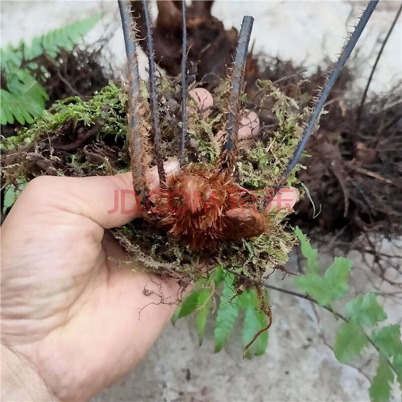 金毛狗蕨类植物蕨类一叶禅蕨大型蕨类植物类好养绿植盆栽微景观耐 高