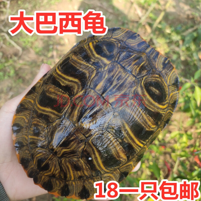 超大巴西龟 乌龟活体 巴西彩龟巴西龟下蛋龟镇宅龟包 大巴西龟 一只公