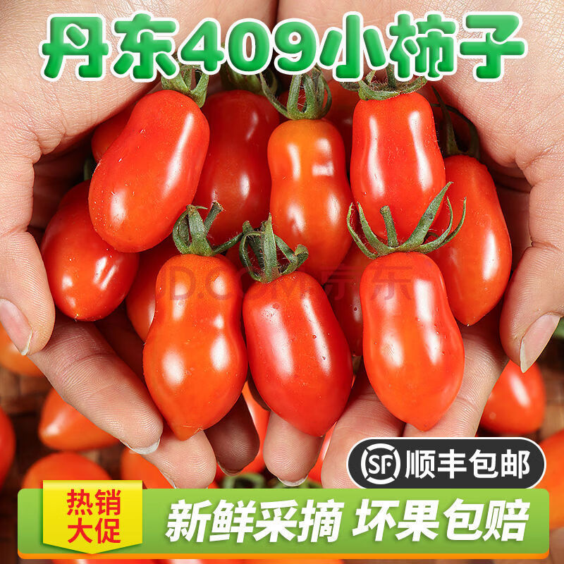 (顺丰)小番茄 东北丹东409小柿子 新鲜圣女果 铁皮水果 5斤