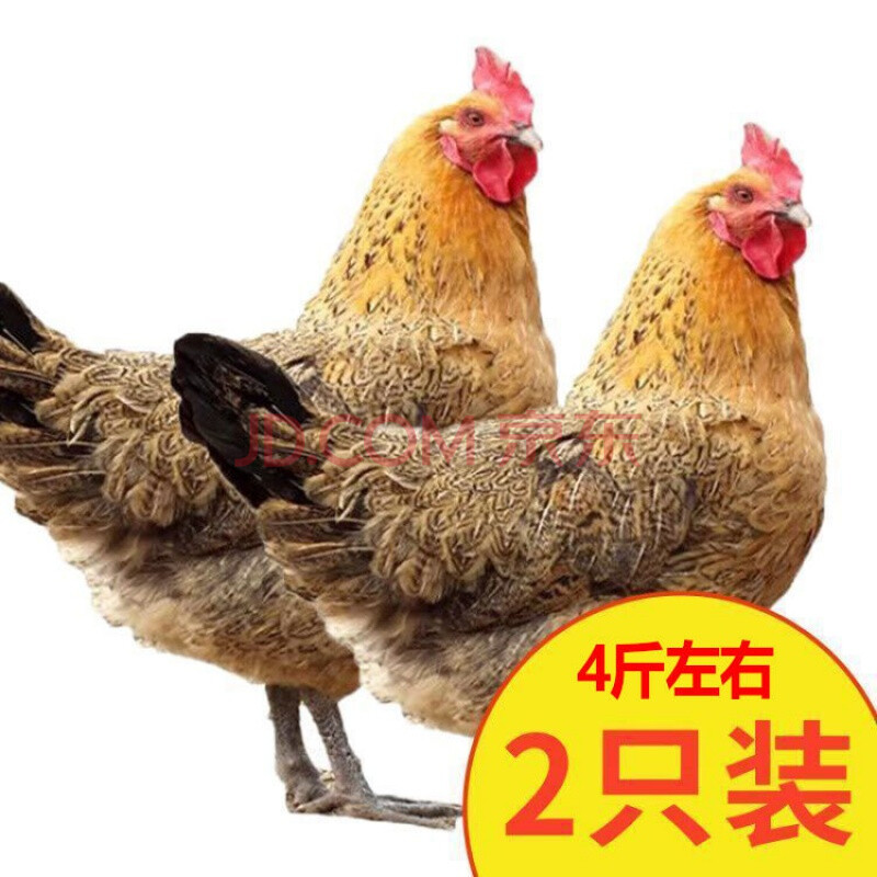 农家散养老母鸡土鸡草鸡柴鸡走地鸡整鸡新鲜 两只两年老母鸡 4-4.5斤