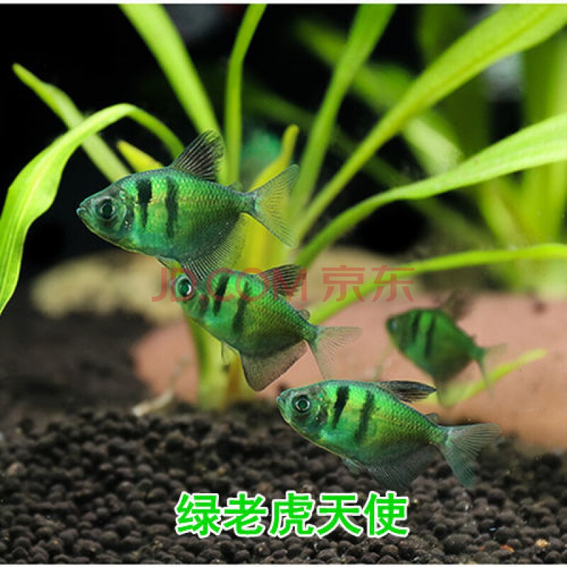 豆乐奇热带鱼天使鱼柠檬蓝莓青苹果老虎天使热带淡水小型观赏鱼包损