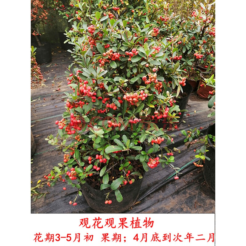 火棘盆景老桩树苗矮大型室内小庭院红果植物树桩满堂红吉祥果盆栽