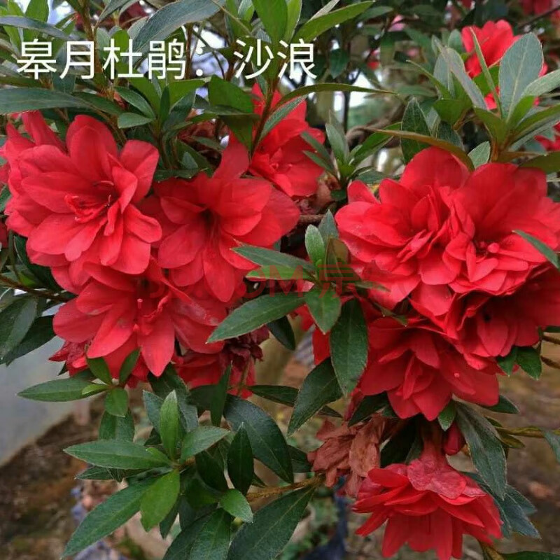 盆栽重瓣系 皋月 (夏鹃 春鹃)杜鹃花 绢之舞 莹 沙浪 紫灯笼 沙浪15cm