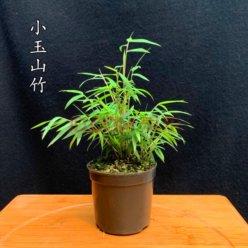 文静花坊 迷你姬翠竹菖蒲桌面小竹子苗室内绿植盆栽景