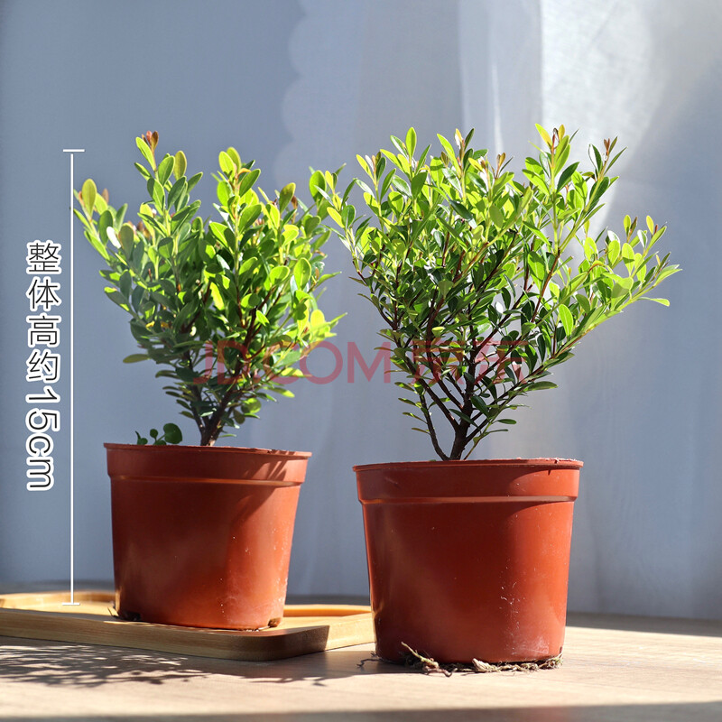 植物四季常青红杨黄杨金丝楠木阳台室外好养 微型小叶赤楠塑料盆2棵