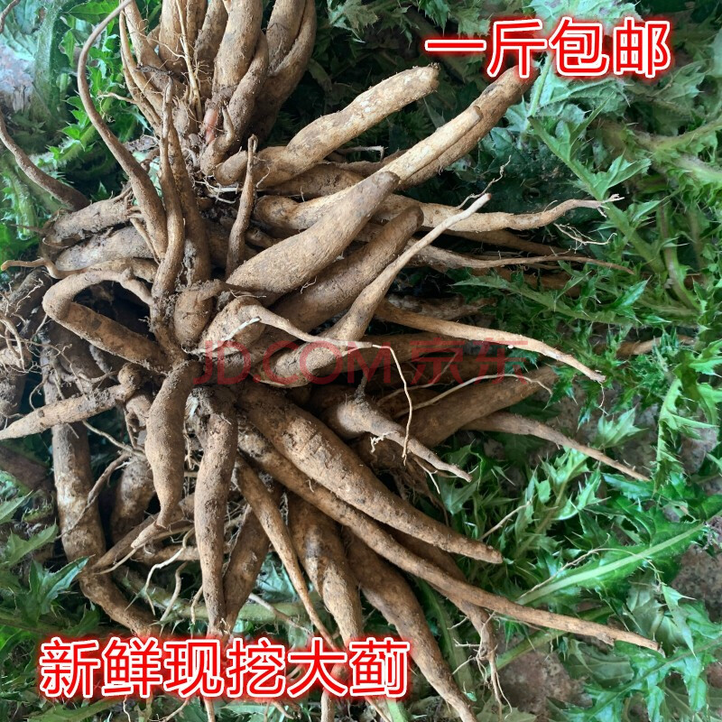 新货官方旗舰新鲜大蓟根农家现挖刺儿菜虎蓟刺蓟500克炖汤中药材优选