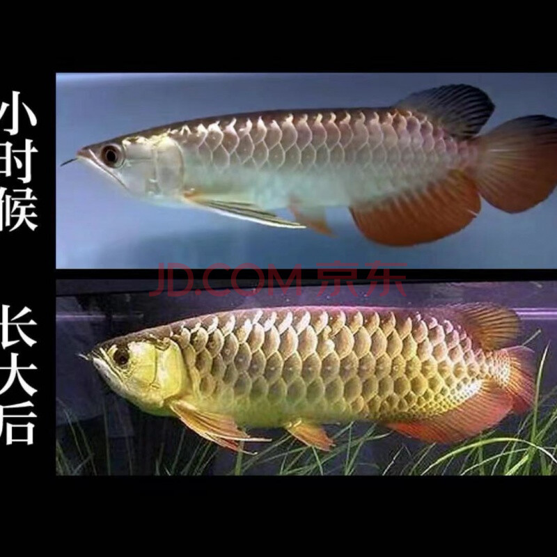 24k金龙鱼活体鱼苗练手金头蓝底高背金龙b级过背金龙热带鱼观赏鱼【6