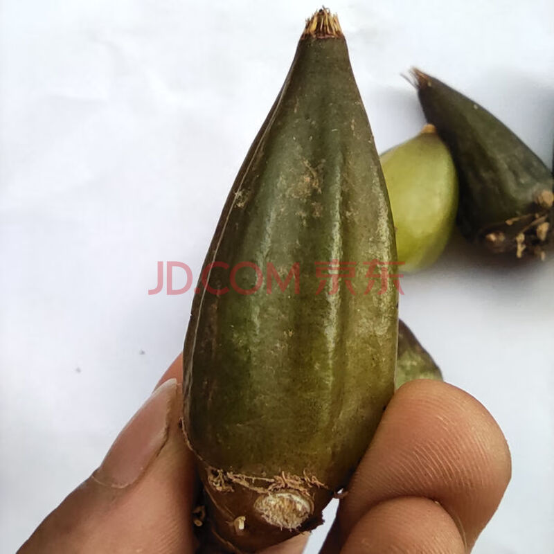 石仙桃中性滋补药材新鲜石橄榄石猪心大叶石仙桃温补山石蒜子 中号