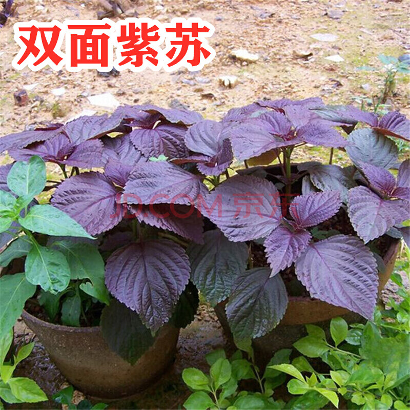 劲胜 水晶双面紫苏种子可食用紫苏苗全紫四季苏子蔬菜盆栽香草孑 水晶
