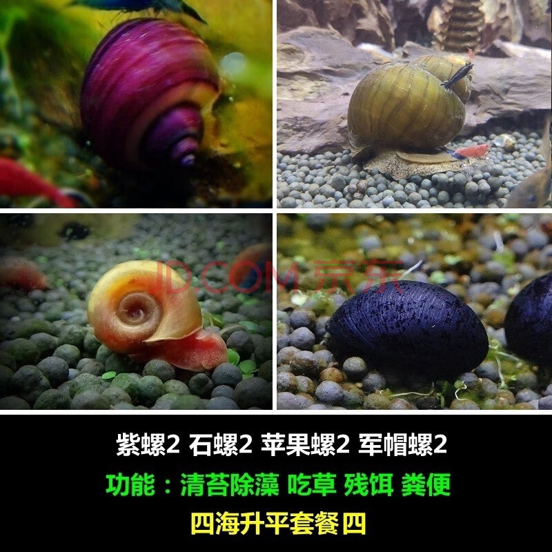 噢水噢【顺丰】观赏螺鱼缸壁除藻清洁工具螺吃鱼屎粪便水族活体宠物