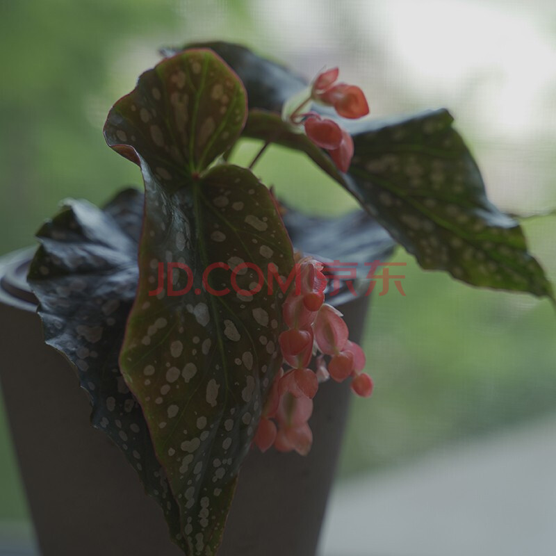 虹越】秋海棠盆栽苗 ins风室内网红观叶植物 120#盆栽苗 橙天使秋海棠