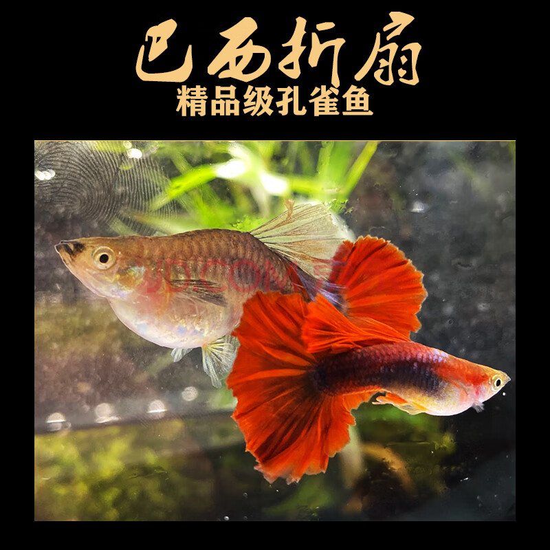 不二臣巴西折扇孔雀鱼包红扇精品大背红色纯种活体观赏下崽狂魔怀母