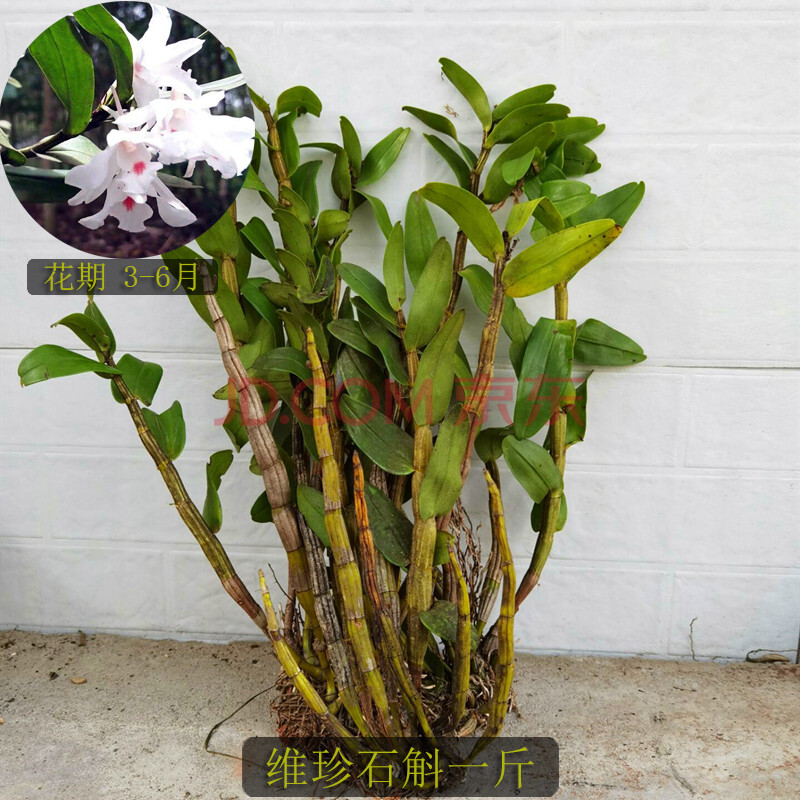 稀有维珍石斛 处子维珍 越南品种 淡淡香味 白花芯中一点红附生兰
