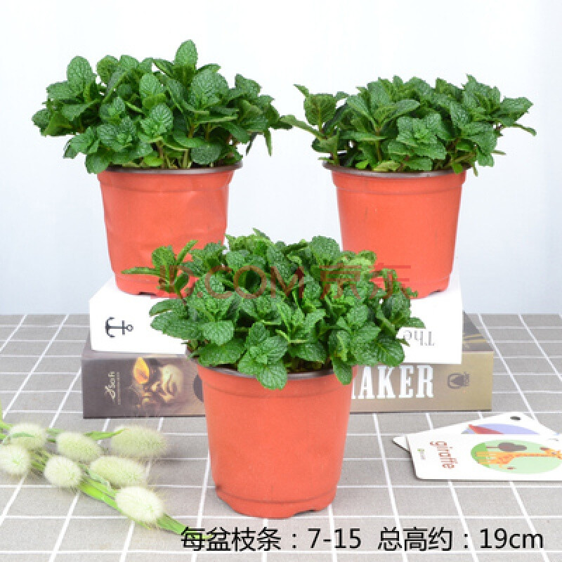 正宗河南石香草十香菜重庆鱼香菜草薄荷盆栽 新鲜叶苗 十香/鱼香菜 3