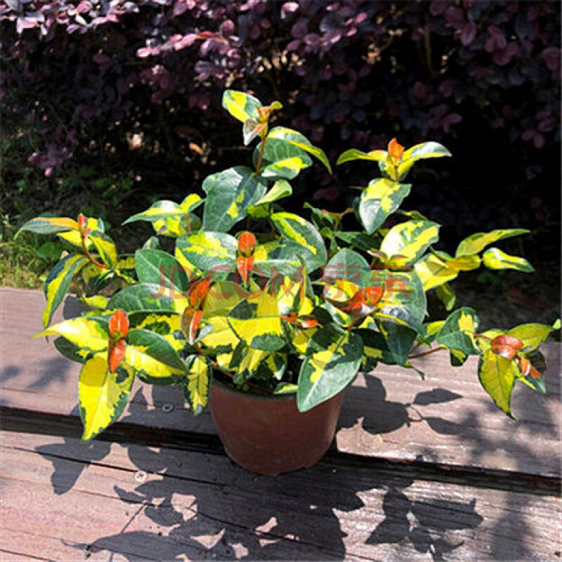 吊爬藤植物阳台庭院绿植花卉耐寒 七彩络石藤(黄金络石中盆)原土发货