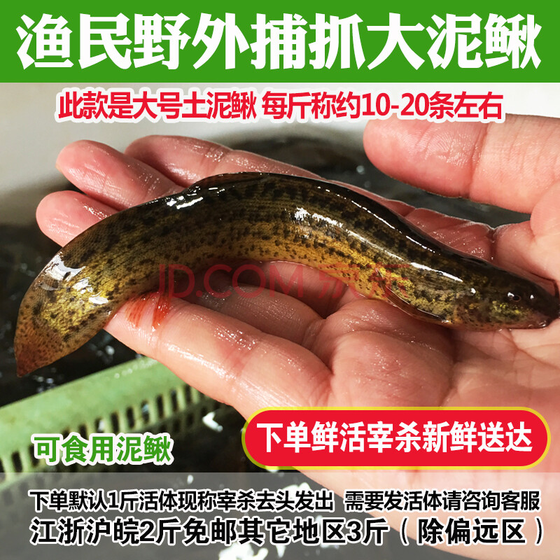 【正宗野泥鳅】渔民野外捕获鲜活体大泥鳅青鳅黄鳅500g淡水产现杀
