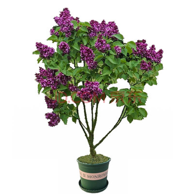 绿化丁香花树苗浓香花苗花卉植物耐寒庭院绿化四季室外别墅紫丁香盆栽