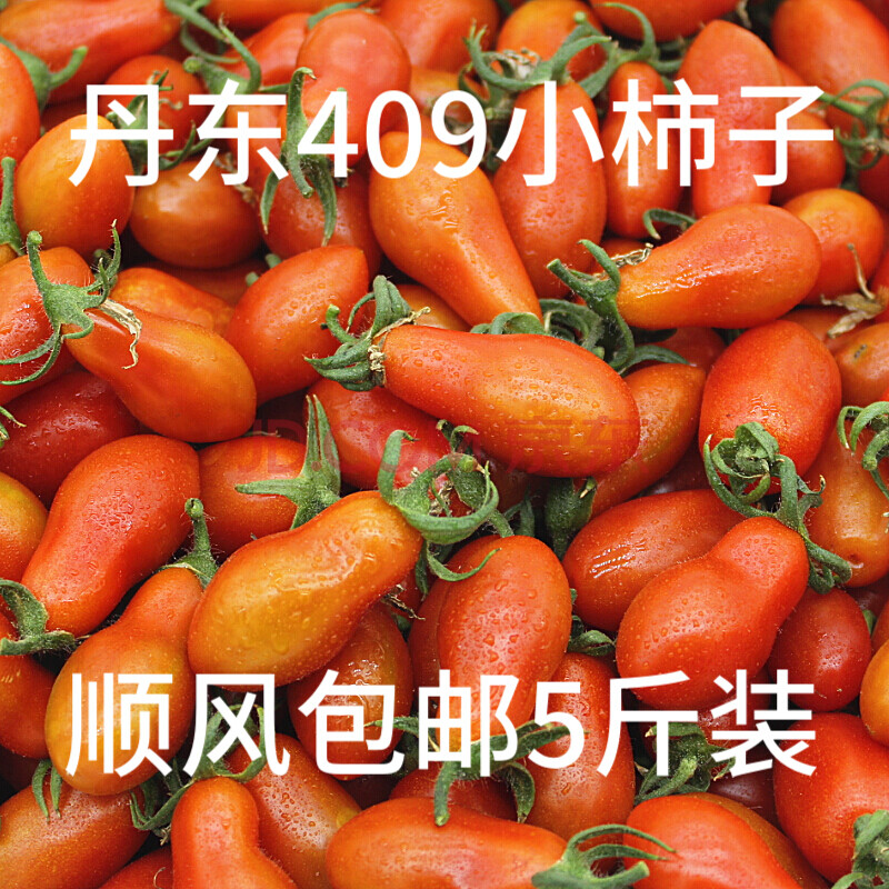 【顺丰速发】丹东409小柿子 5斤花生小番茄碱地小柿子草莓铁皮柿子qj8