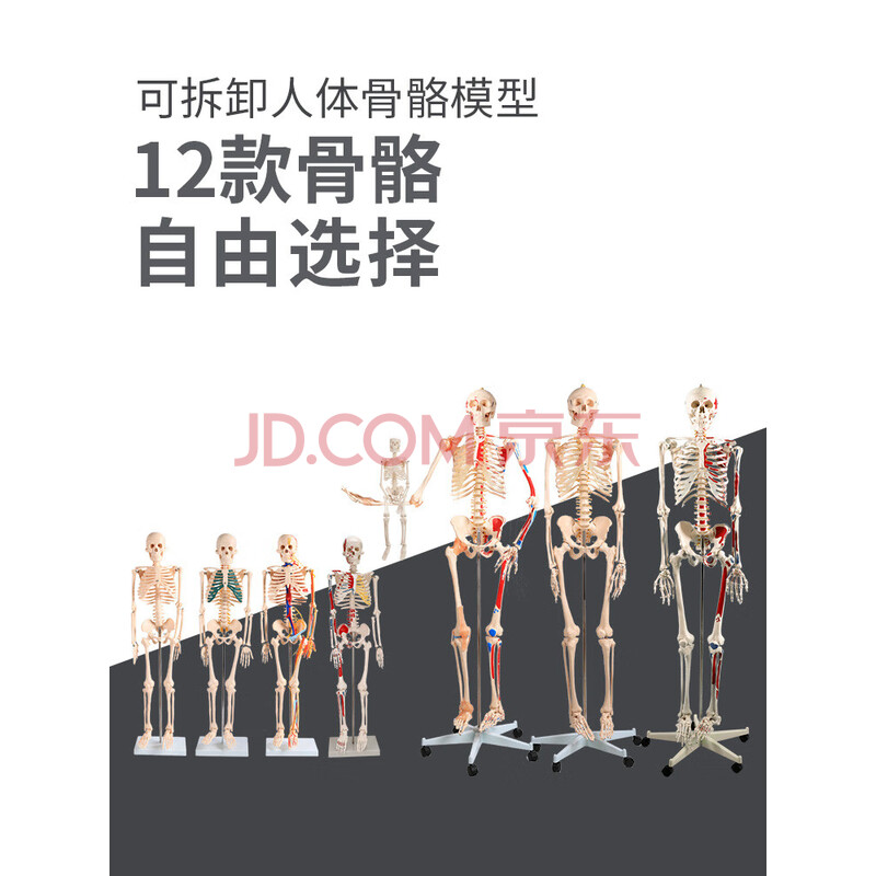人体骨骼模型85cm180cm人体骨骼模型骨架可拆卸 人体脊柱模型仿真小白