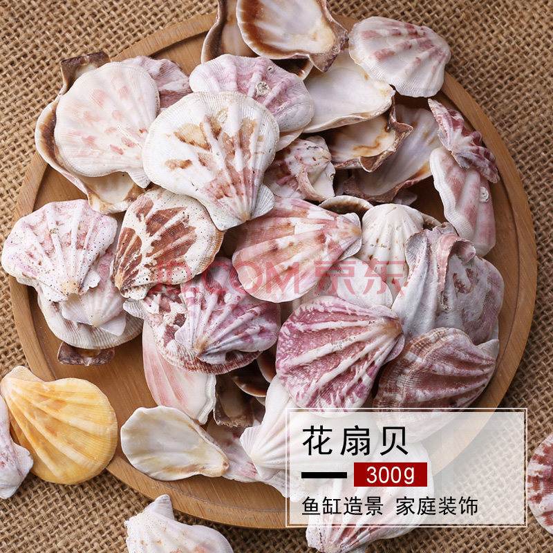 贝壳珊瑚水族箱鱼缸花盆铺面造景装饰微景观工艺品漂流瓶 花扇贝300g