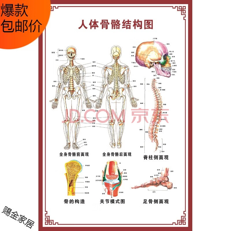 结构图海报脊柱图解肌肉分布解剖图挂画(背胶材质) 人体骨骼结构图