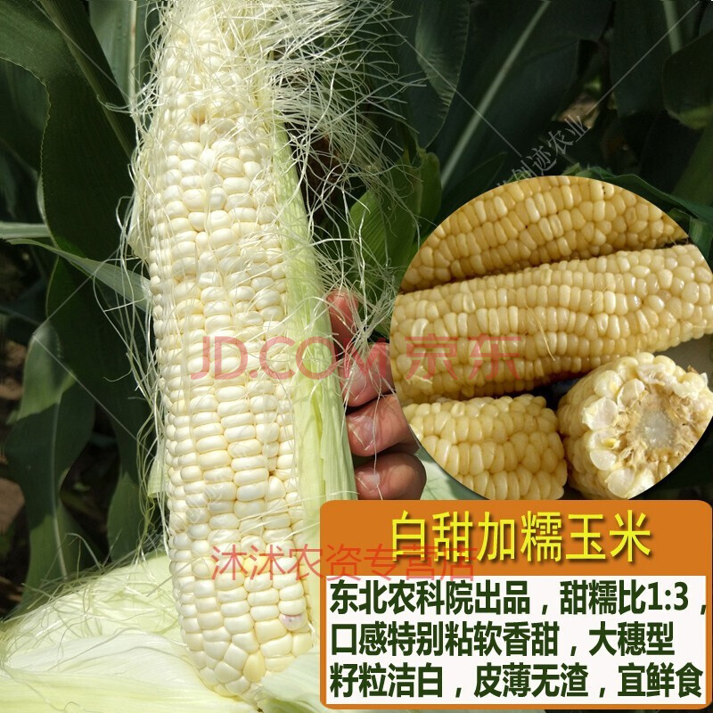 玉米种籽高产水果玉米种子大全特大甜糯四季农家菜园春季蔬菜种孑 白