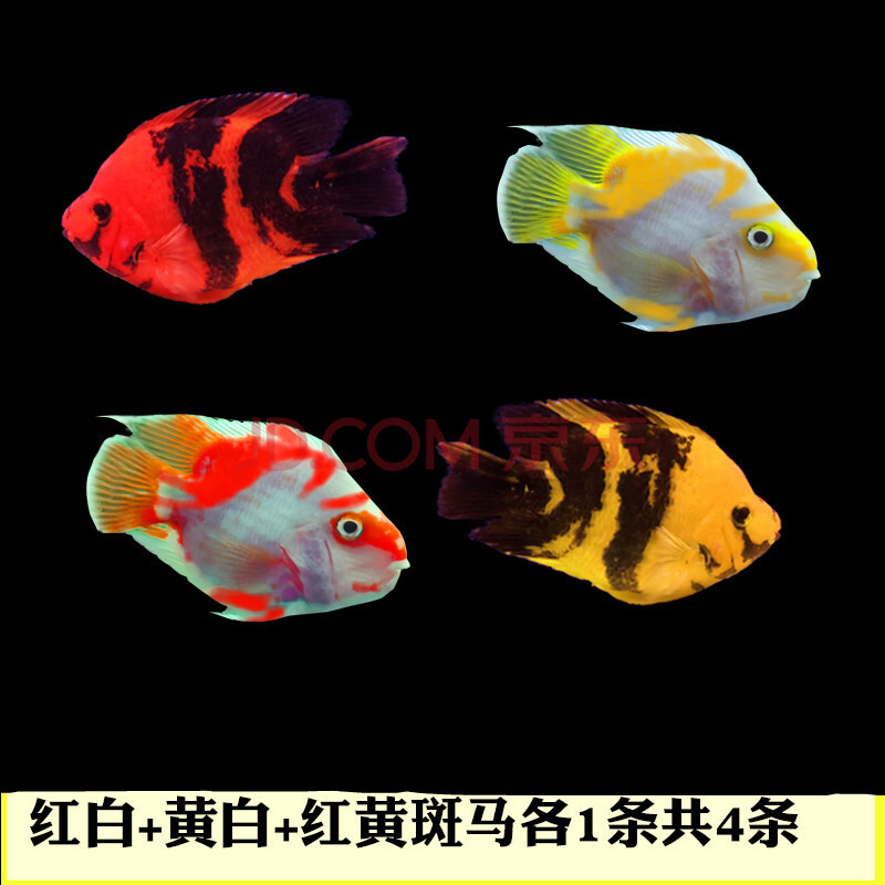 搭啵兔热带观赏鱼淡水鱼发财鱼红白鹦鹉鱼活鱼鱼黑红黄斑马活体 12