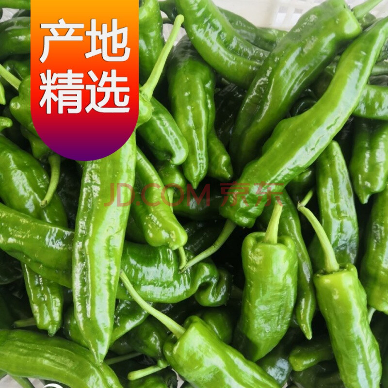 【精选果蔬】江苏新鲜薄皮青椒虎皮微辣辣椒现摘现发芜湖椒泡椒青辣椒