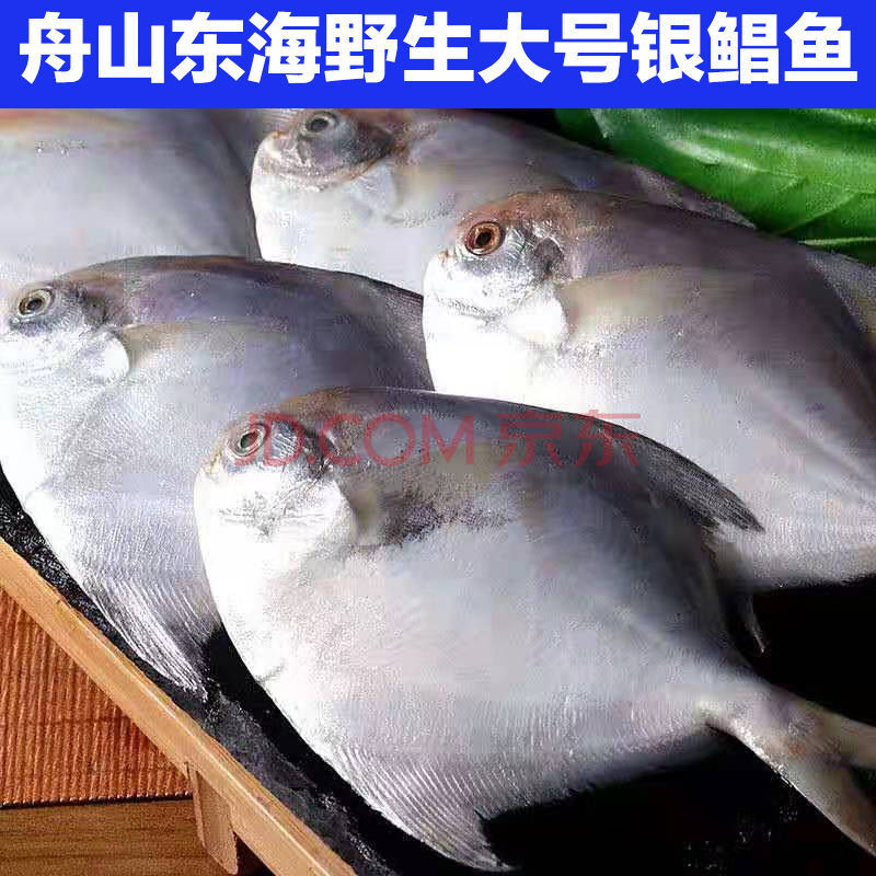 舟山鲳鱼鲜活银鲳鱼新鲜白鲳鱼冷冻平鱼海鱼扁鱼五斤海鲜水产 五斤