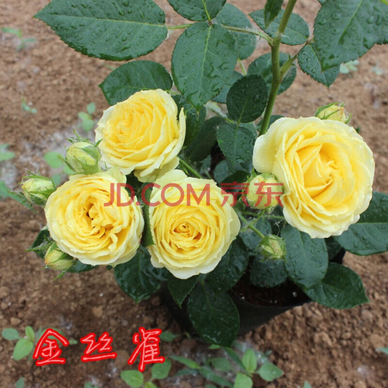 带原土玫瑰花苗香水大花欧洲月季花阳台盆栽花卉绿植物 金丝雀 带营养
