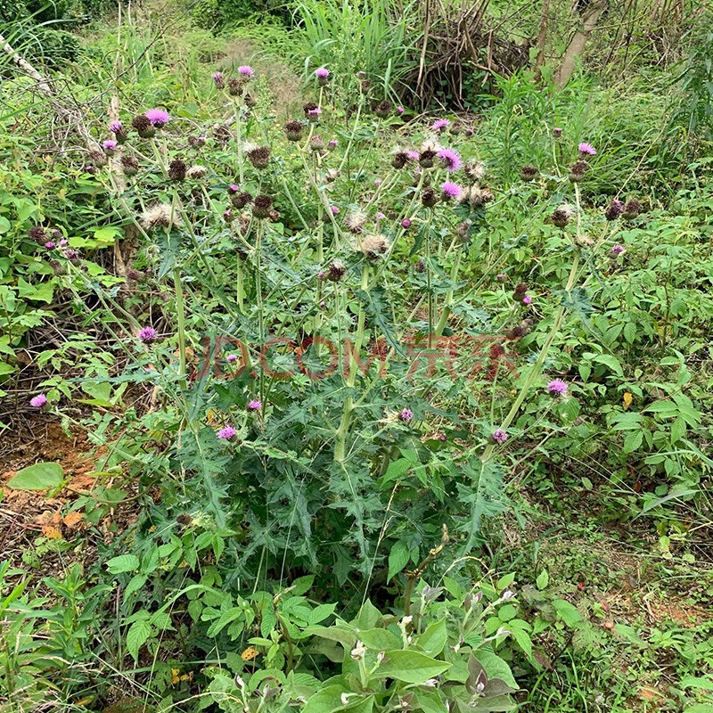 【官方旗舰】大蓟根新鲜农家野外自挖草刺蓟马蓟虎蓟刺儿菜草药炖汤