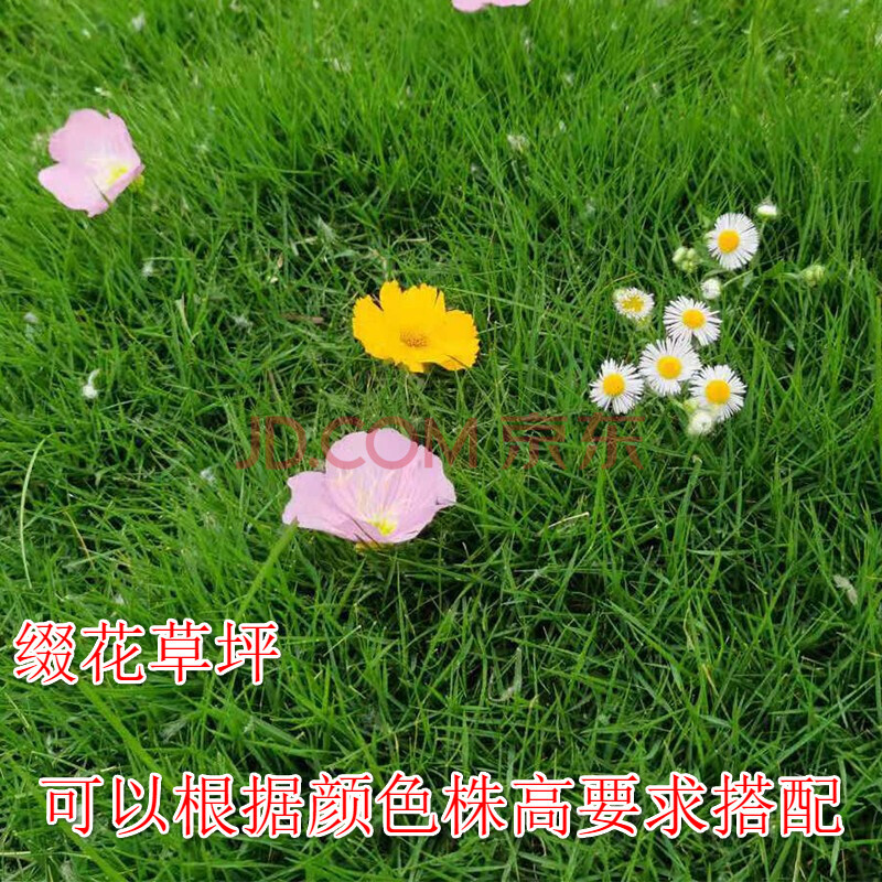 草坪种子草籽四季常青绿化草花点缀免修剪耐寒耐旱耐高温球场耐踩别墅