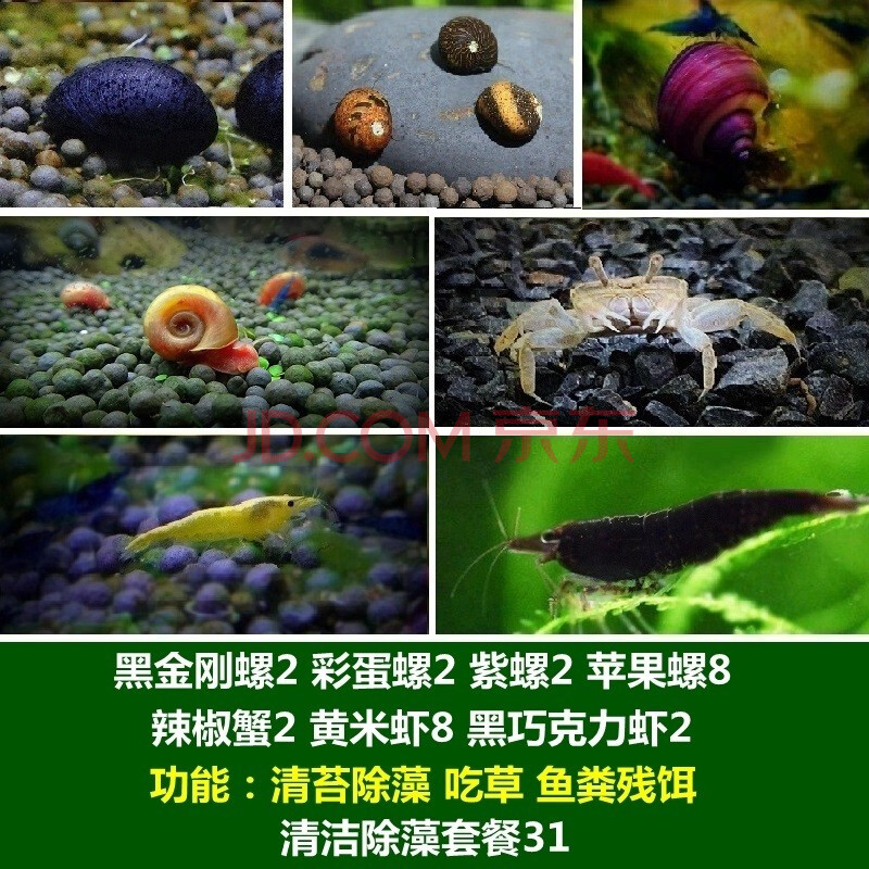 噢水噢【顺丰】鱼缸清洁除藻螺观赏鱼虾螺蟹草缸工具螺吃鱼屎粪便垃圾