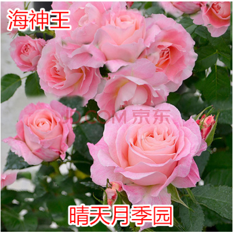 荷兰阳台月季大花微月果汁冥王星 海神王木星王金丝雀