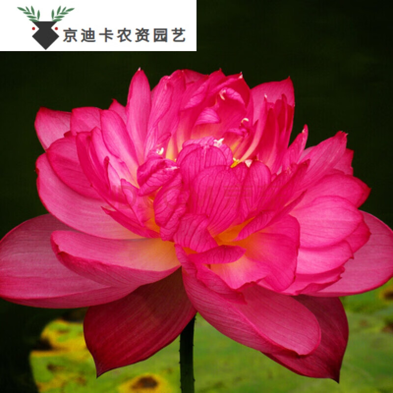 观赏荷花种藕苗莲藕种苗碗莲盆栽荷花水培四季开花室内