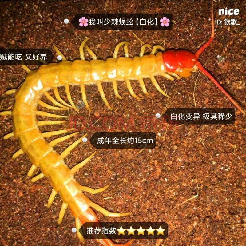 采缇 海南间脚泰国红龙越南巨人少棘多棘宠物异宠爬宠爬虫蜈蚣活体