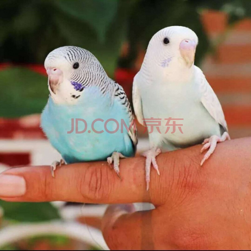 工匠头虎皮鹦鹉活鸟手养鸟会说话鹦鹉宠物鹦鹉活体鹦鹉送运输笼 【包