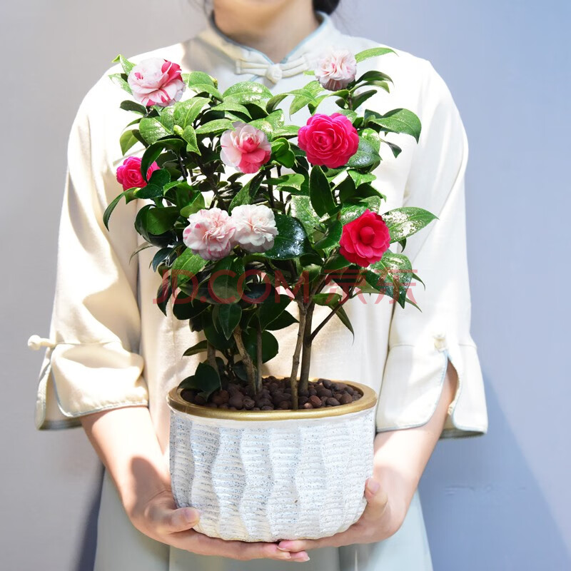十八学士茶花盆栽山茶花绿植室内办公室阳台庭院花卉植物观花盆景 琅