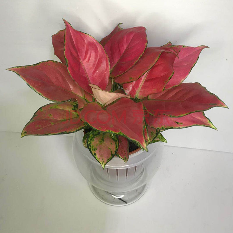 吉利红如意皇后花苗小盆栽桌面好养绿植水培室内植物净化空气客厅 3株
