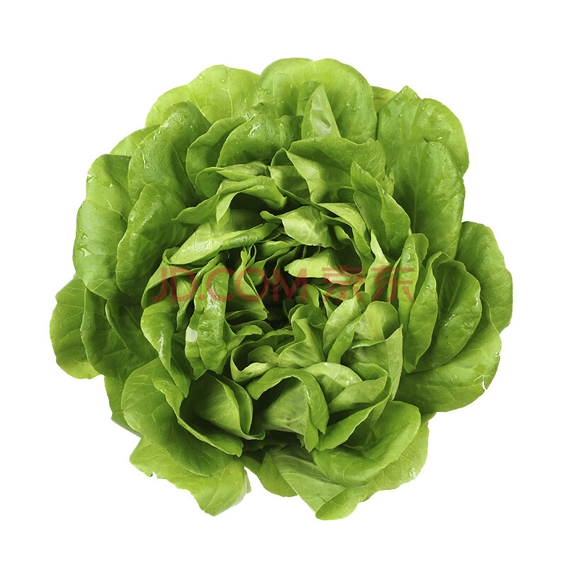 【产地直采】北京密云鲜活奶油绿生菜 120g