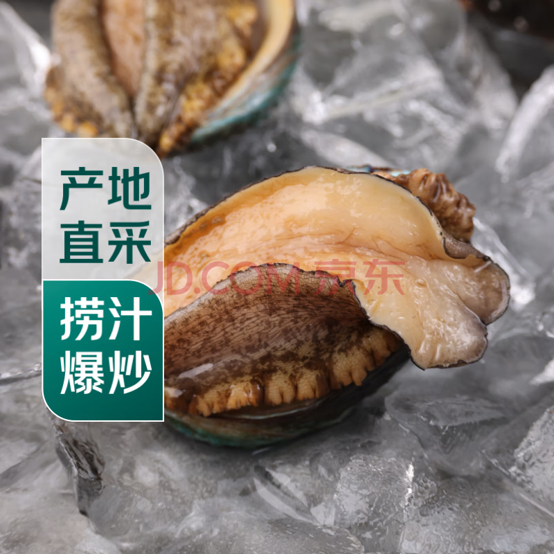 【扭扭鲍】鲜活小鲍鱼1只（22-28头/500g）