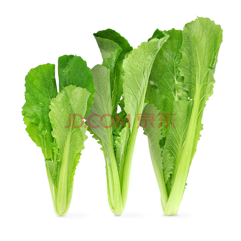 【嫩芽尖尖】小白菜苗（长度≤24cm）200g