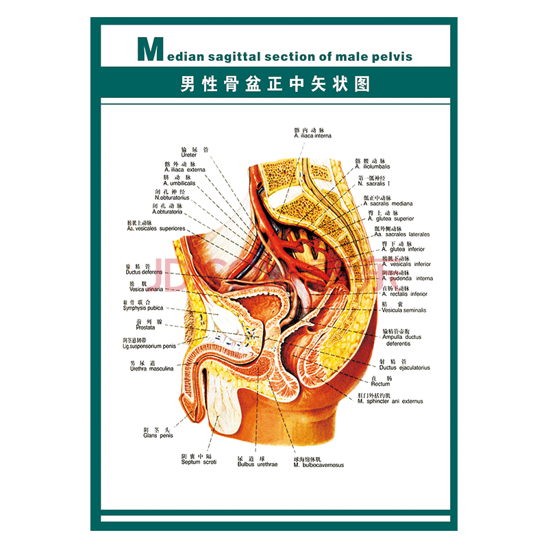 定制医院挂图海报人体器官系统结构图示意图解剖图墙贴画覆膜防水贴纸