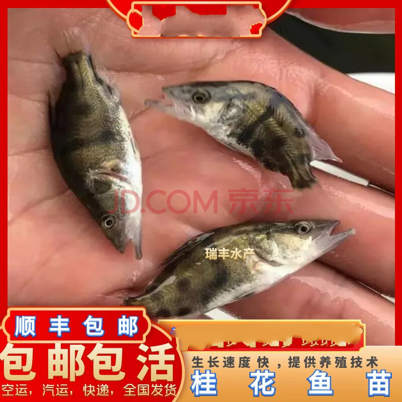 鳜鱼苗 桂花鱼苗淡水 翘嘴鳜鱼苗 肉食性路亚桂花鱼 饲料5斤