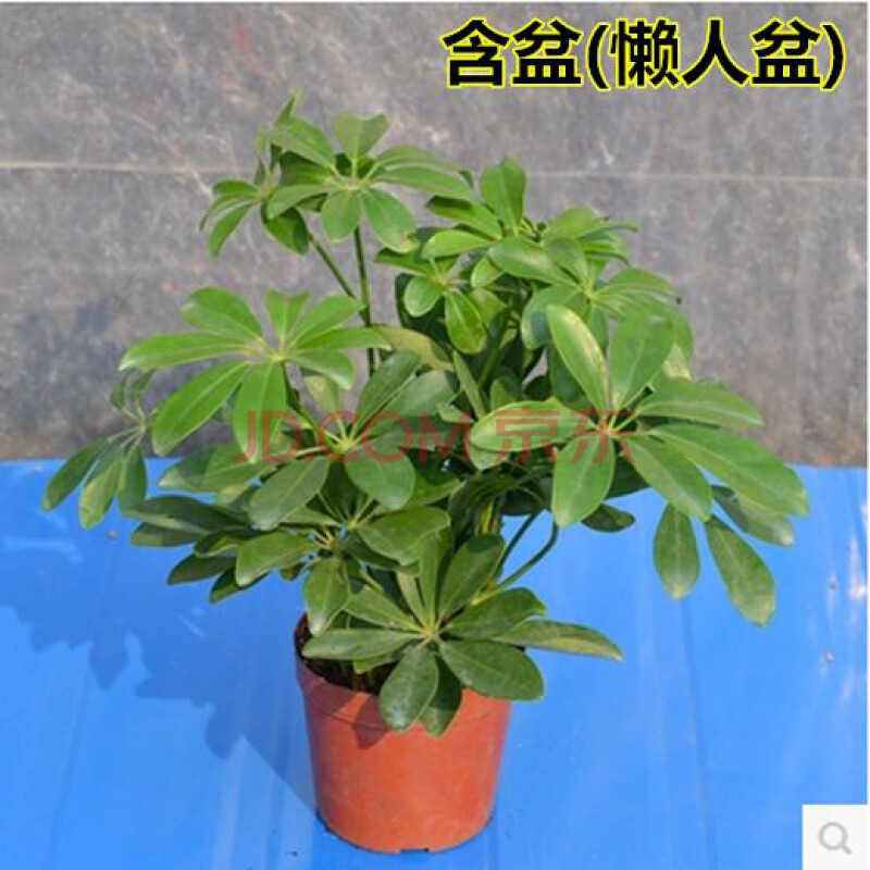 八方来财鸭脚木 鸭掌木鹅掌柴 办公室内客厅大型绿色植物花卉盆栽 八