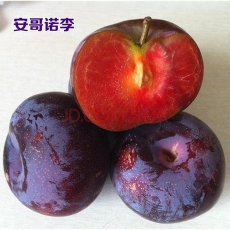 李子苗李子树苗 南方北方盆栽地栽当年结果树苗庭院黑红布林 安哥诺 6