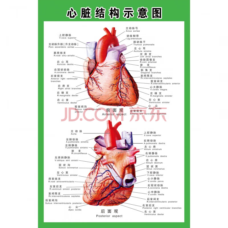 人体心脏解剖示意图 40*60厘米=24寸 pp胶(薄/撕开即贴)