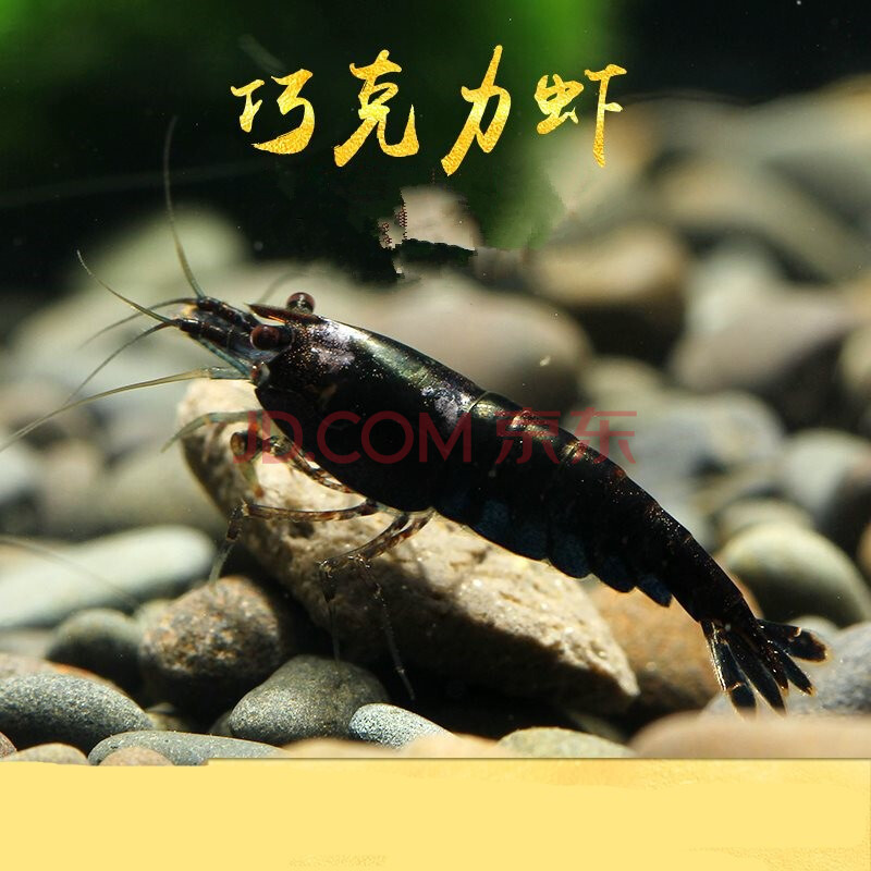 樱花极火烤漆观赏虾除藻虾工具虾香吉士虾极火虾黄金米虾琉璃虾 黑